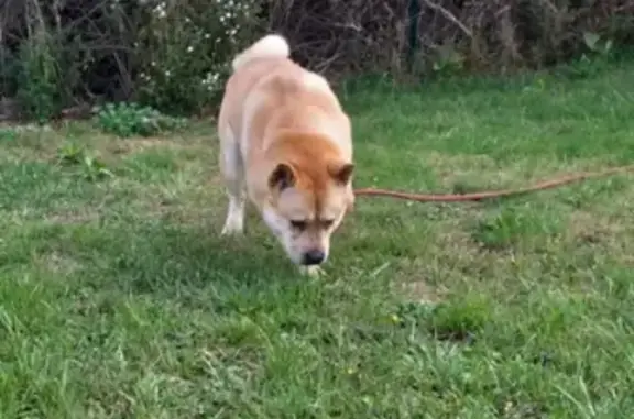 Chien perdu , photo : Akira, Shiba inu perdu - 300€