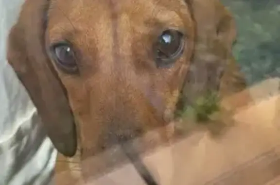 Chien perdu à Vallet retrouvé - photo
