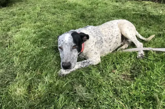 Chien perdu à Gensac retrouvé - photo
