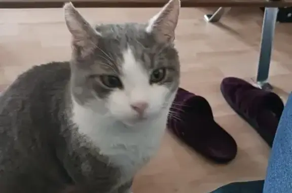 Animaux perdus La Bassée, photo: Chat gris-blanc perdu à La Bassée