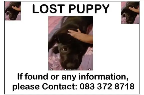 Lost Dog Alert: Black Pitbull-Mastiff Mix!