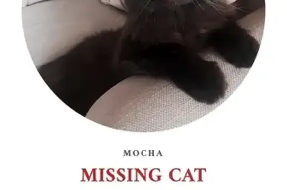 Lost Cat Mocha: Cut Ear in Sembawang SG