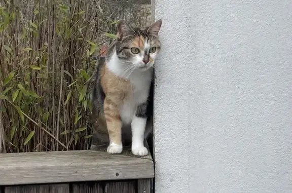 Animaux perdus Bourges, photo: Chat perdu: Rue H. Sellier, Bourges