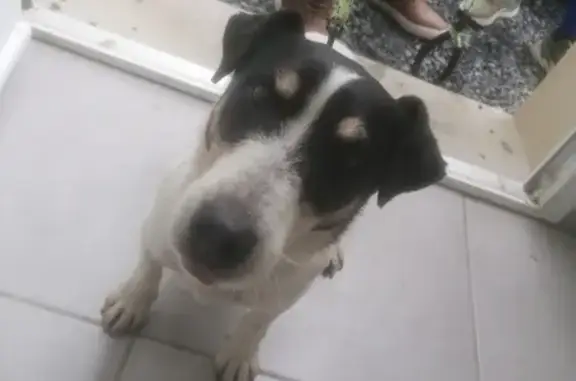 Chien croisé Jack trouvé à La Barre - photo