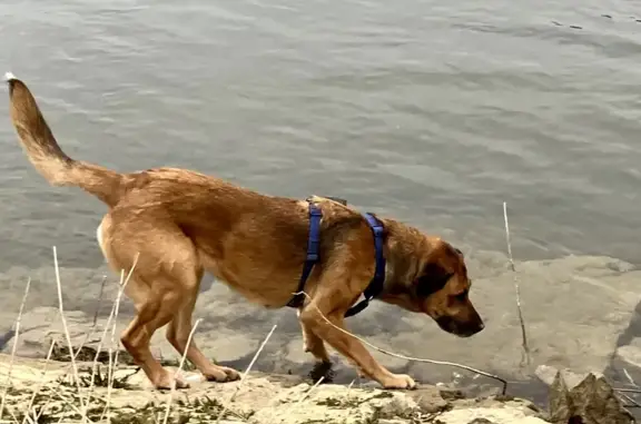 Chien perdu Besançon, photo : Alerte: Chien Ulanne perdu à Besançon