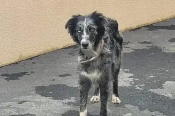 Chien perdu à La Gravouillerie - photo