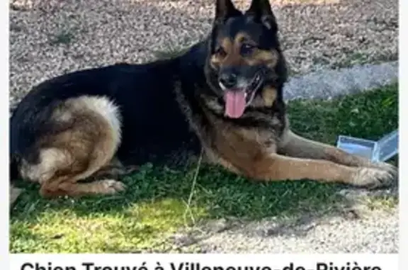Berger Allemand mâle perdu - photo