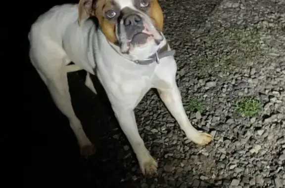 Lost Dog Found in Niota, TN - Help Reunite!