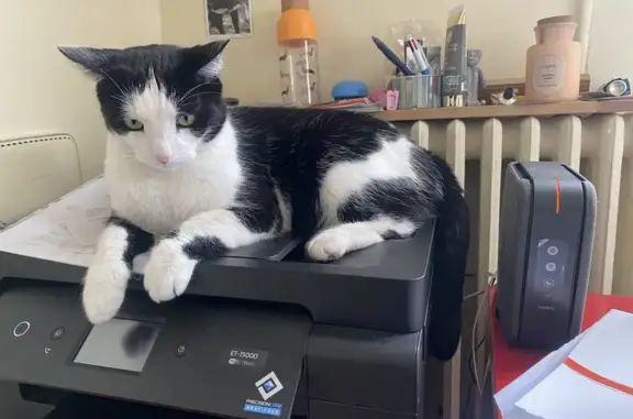 Animaux perdus Nogent-sur-Marne, photo: Chat Noir et Blanc Perdu à Nogent