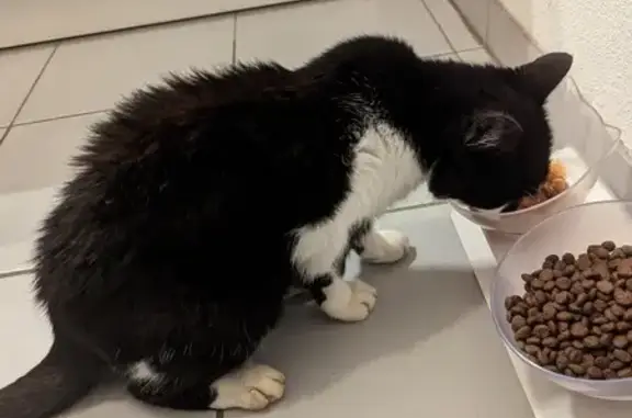 Chat errant mal en point à Royan - photo