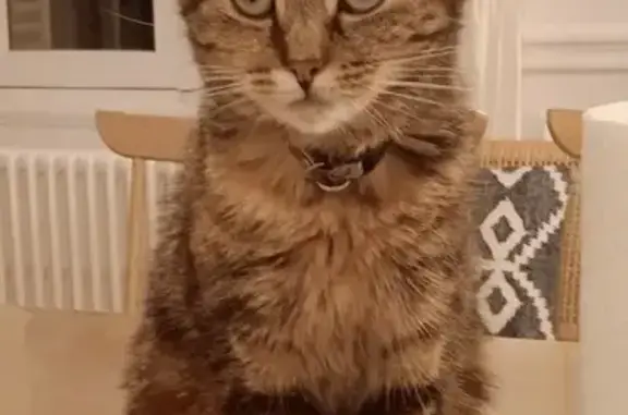 Animaux perdus Troyes, photo: Chatte Matcha perdue à Troyes
