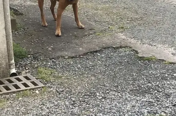 Chien trouvé , photo: Duo canin inséparable à Sainte-Hermine