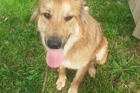 Chien perdu retrouvé à Saint-Jean - photo