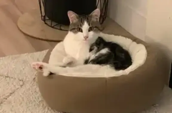 Chat perdu, Le Plessis-Robinson, photo: Chat blanc-tigré perdu, Le Plessis