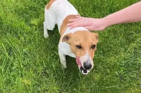 Chien trouvé Niévroz, photo: Chien perdu retrouvé à Niévroz