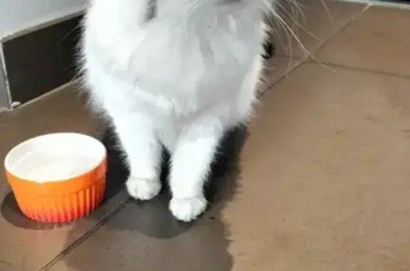 Chat trouvé Nantes, photo: Chat perdu à Monselet retrouvé