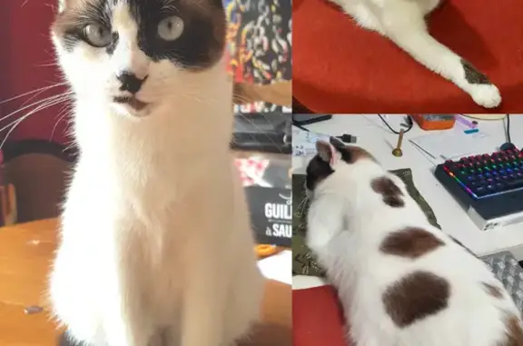 Animaux perdus Brest, photo: Chatte siamoise perdue à Brest