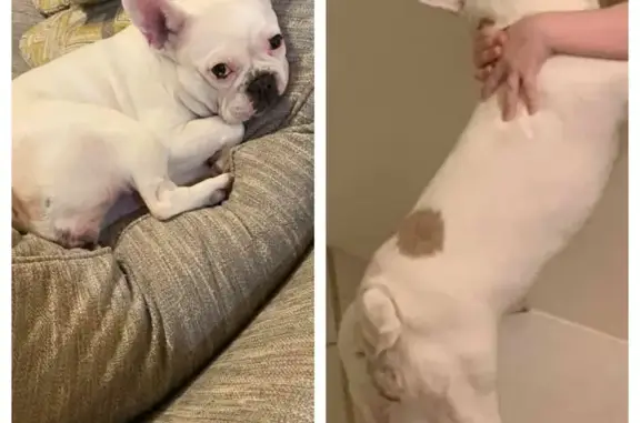 Lost Frenchie: Mouse - White w/ Spot #808