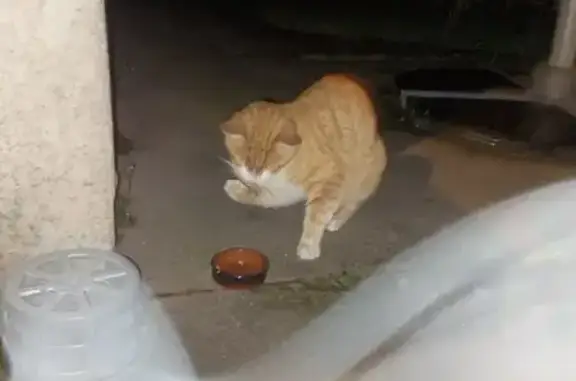 Chat trouvé Décines-Charpieu, photo: Chat roux et blanc trouvé à Décines
