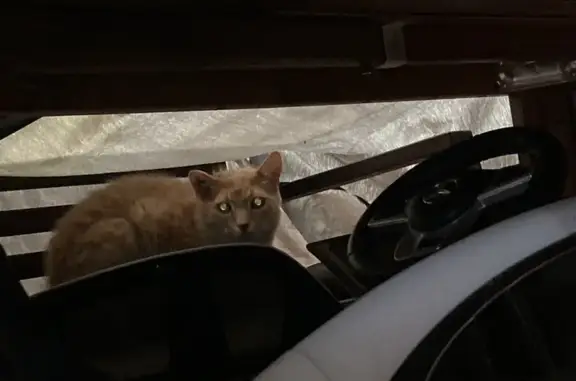 Chat roux blessé trouvé à Nantes - photo