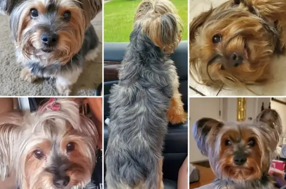 Help Find 15yo Yorkie: Lost & Loved Family Pet