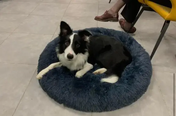 Chien perdu Le Plessis-Trévise, photo : Alerte: Border Collie perdu au Plessis