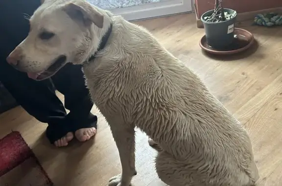 Chien trouvé La Meilleraye-de-Bretagne, photo: Labrador sable femelle trouvé