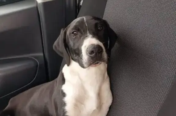 Animaux trouvés Alixan, photo: Chiot noir et blanc sauvé près du TGV