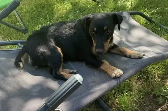 Animaux perdus , photo: Chien perdu à Albas et environs