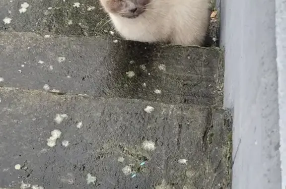 Chat borgne trouvé à Maresches - photo