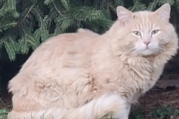 Found Cat: Friendly Long-Haired Feline | Blue Springs