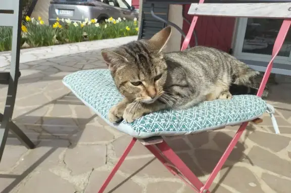 Chatte tigrée trouvée à Clessé - photo