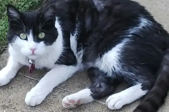 Lost Cat Candy: Black & White - Benoni Area!