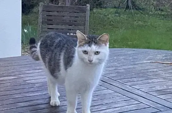 Chat famélique trouvé à Nouaillé - photo