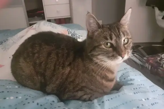 Animaux perdus Dijon, photo: Chatte tigrée perdue à Dijon