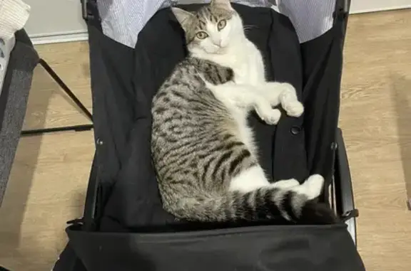 Animaux perdus Villenave-d'Ornon, photo: Chat Minou perdu à Villenave-d'Ornon