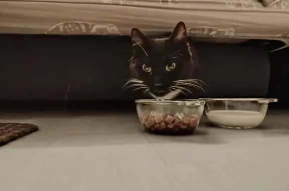 Chaton noir trouvé à Soyaux - photo
