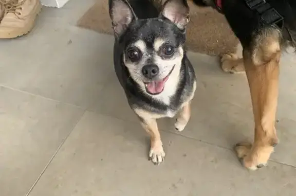 Trouvé: Chihuahua noir à Villemoustaussou - photo
