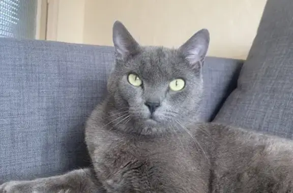 Chat perdu, , photo: Chat gris peureux perdu à Chambœuf