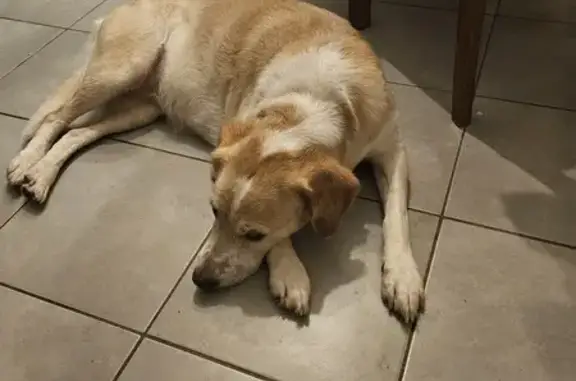 Chien trouvé Nantes, photo: Chiot type Golden perdu à Nantes