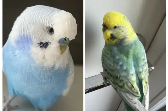 Lost Budgies Alert: Cantona Pkwy #11, Whittlesea!