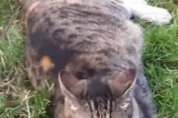 Chat perdu, Preignac, photo: Chatte tricolore perdue à Preignac