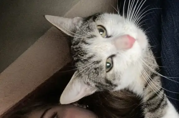 Chat perdu retrouvé à Arcueil - photo