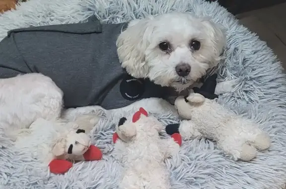 Lost White Curly Dog - Scared & Missing!