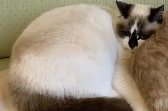 Animaux perdus Gouvieux, photo: Chat unique perdu à Gouvieux