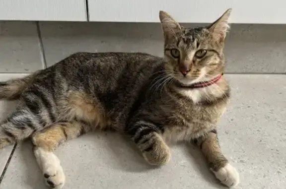 Found Cat: Red-Collared Female in Pretoria!