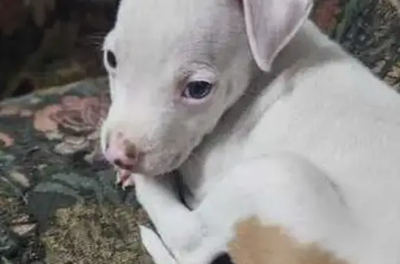 Lost Puppy Alert: Ghost - White/Brown Pitt Mix!