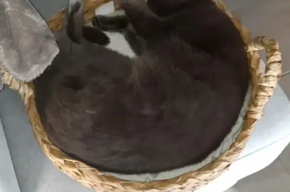 Chat perdu, Plouhinec, photo: Chat Oréo gris disparu à Plouhinec