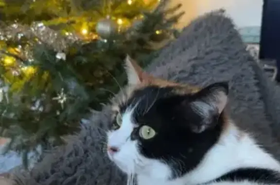 Animaux perdus , photo: Tily, chatte tricolore perdue