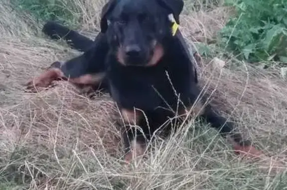 Chien perdu , photo : Beauceron noir perdu - D139